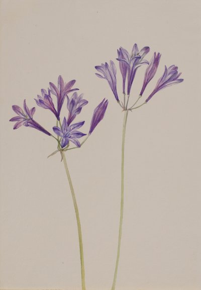 Grass Nut Brodiaea laxa, 1933. de Mary Vaux Walcott