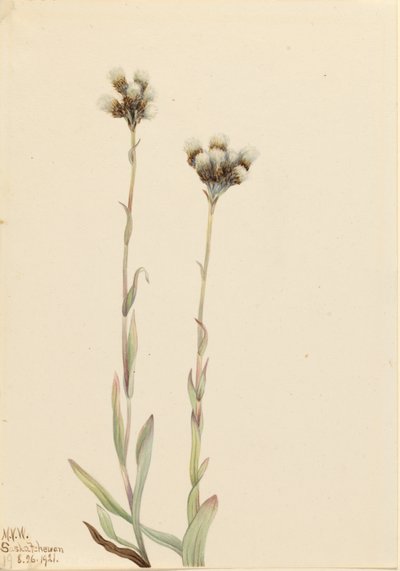 Bico-de-papagaio-cinzento (Antennaria howellii) de Mary Vaux Walcott