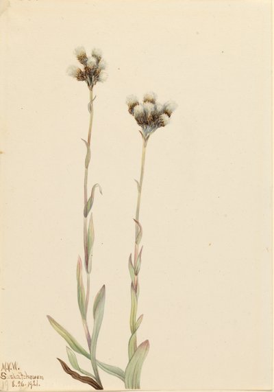 Gray Pussytoes Antennaria howellii, 1921. de Mary Vaux Walcott