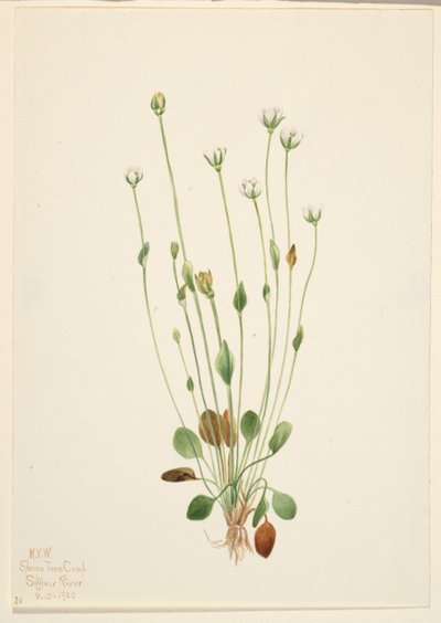 Erva-cidreira-cinzenta (Senecio canus) de Mary Vaux Walcott