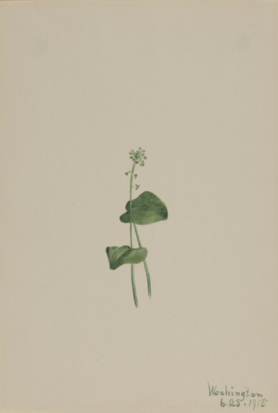 Boca de víbora verde (Malaxis unifolia) de Mary Vaux Walcott