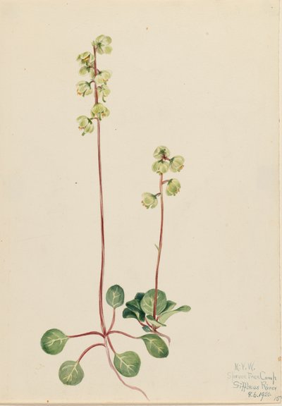 Pyrola Pyrola chlorantha verde, 1920. de Mary Vaux Walcott