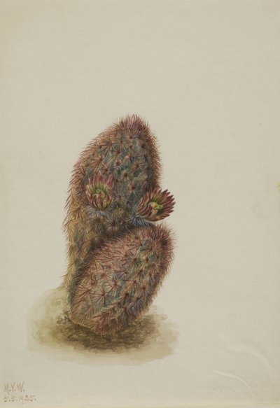Cato morangueiro verde (Echinocereus viridiflorus) de Mary Vaux Walcott