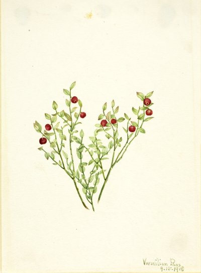 Bagaço de uva-do-monte (Vaccinium scoparium) de Mary Vaux Walcott