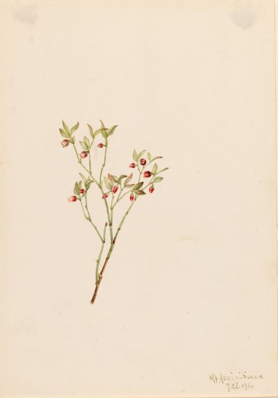 Bagaço de uva-do-monte (Vaccinum scoparium) de Mary Vaux Walcott