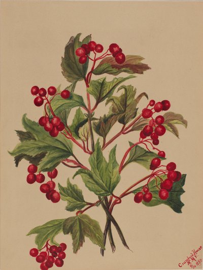 Grouseberry Viburnum americanum, 1880. de Mary Vaux Walcott