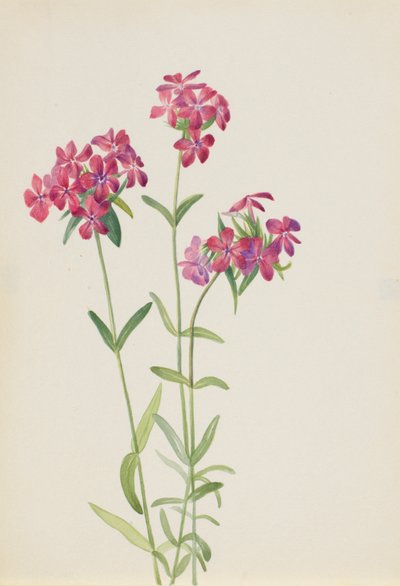 Flox peluda (Phlox amoena) de Mary Vaux Walcott