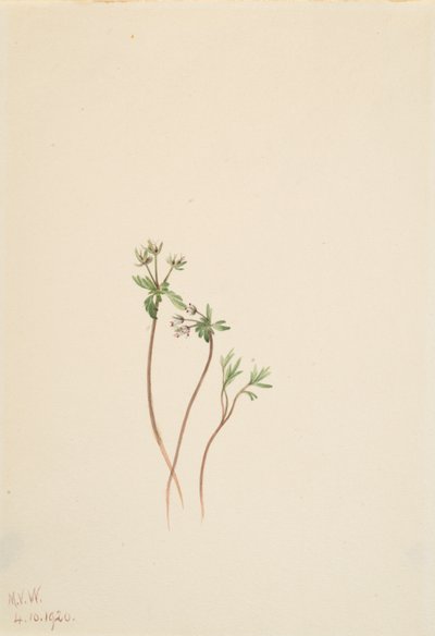 Precursor da Primavera Erigenia bulbosa, 1920. de Mary Vaux Walcott
