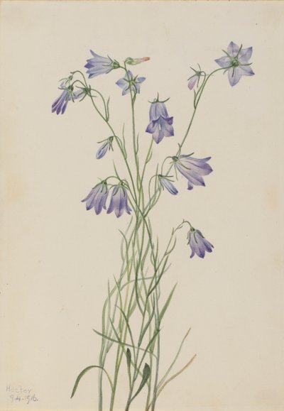 Campainha (Campanula rotundifolia) de Mary Vaux Walcott