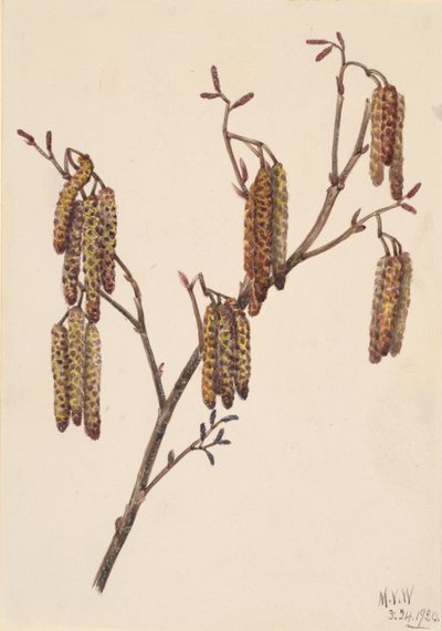 Hazel Alder Alnus regosa, 1920. de Mary Vaux Walcott