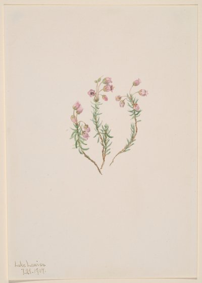 Urze (Phyllodoce intermedia) de Mary Vaux Walcott