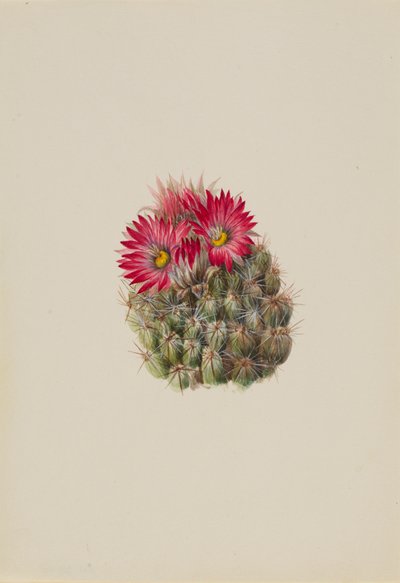 Porco Espinho Cacto Coryphantha arizonica, 1933. de Mary Vaux Walcott