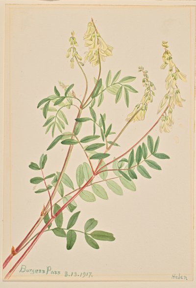 Hedysarum Hedysarum sulfurescens, 1917 de Mary Vaux Walcott