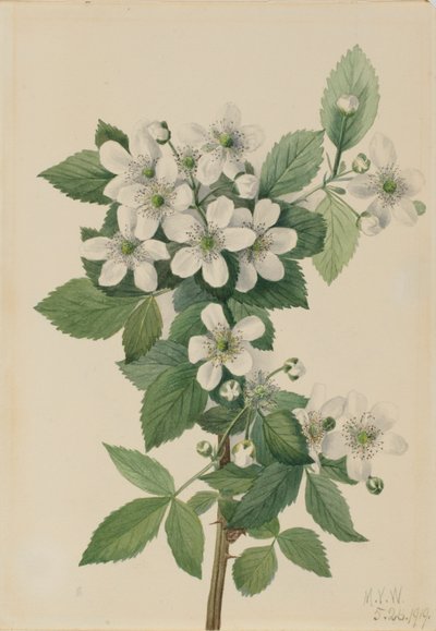 Amora-preta (Rubus argutus) de Mary Vaux Walcott