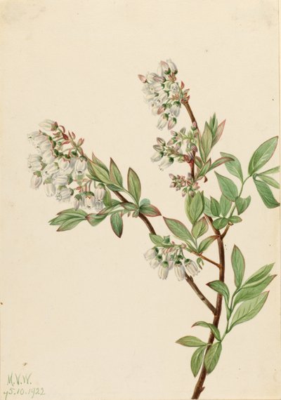 Mirtilo de arbusto alto (Vaccinium corymbosum) de Mary Vaux Walcott