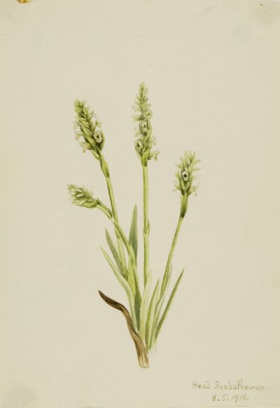 Ipê-roxo (Ibidium strictum) de Mary Vaux Walcott