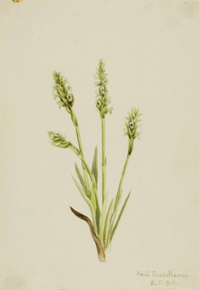 Senhoras-Tresses com capuz Ibidum, 1918. de Mary Vaux Walcott