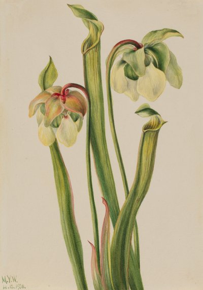 Hybrid Pitcherplant Sarracenia minor, 1930. de Mary Vaux Walcott