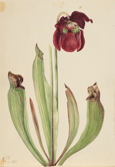 Planta Híbrida Sarracenia rubra xs purpurea venosa, 1920. de Mary Vaux Walcott