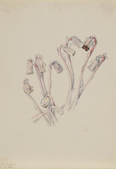 Indian Pipe Monotropa uniflora, 1926. de Mary Vaux Walcott