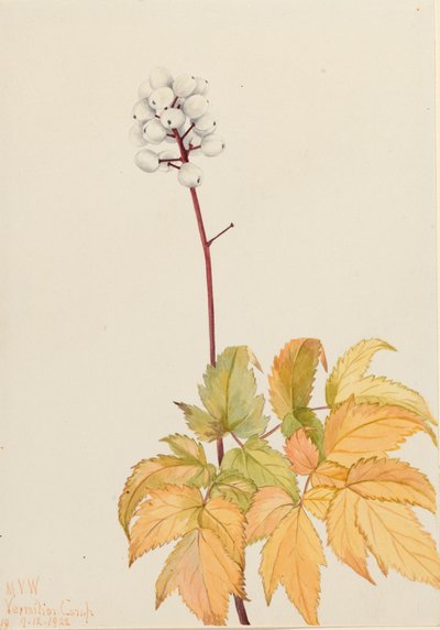 Marfim Baneberry Actaea arguta, 1922. de Mary Vaux Walcott