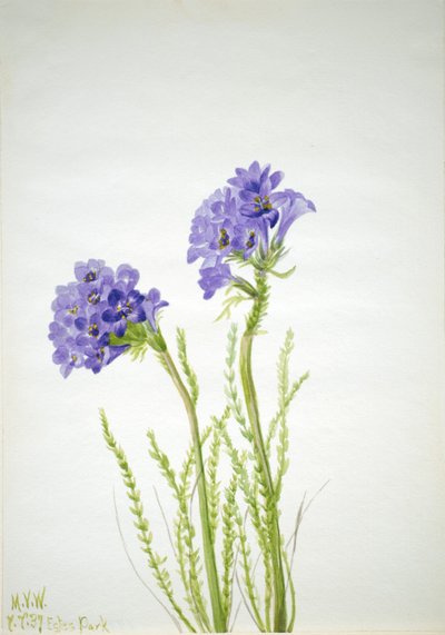 Escada de Jacob (Polemonium viscosum) de Mary Vaux Walcott