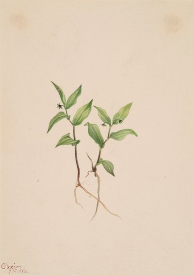 Estreptopoides de Kruhsea Kruhsea, 1913. de Mary Vaux Walcott