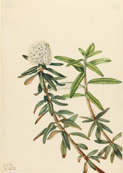 Chá do Labrador (Ledum groenlandicum) de Mary Vaux Walcott