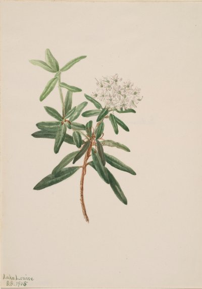 Chá do Labrador (Ledum groenlandicum) de Mary Vaux Walcott