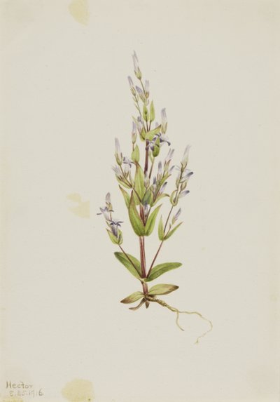 Escada Gentian Gentiana acuta, 1916. de Mary Vaux Walcott