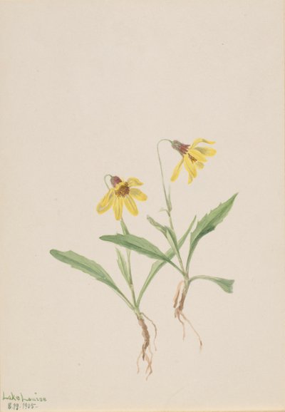Arnica do Lago Louise (Arnica louisiana) de Mary Vaux Walcott