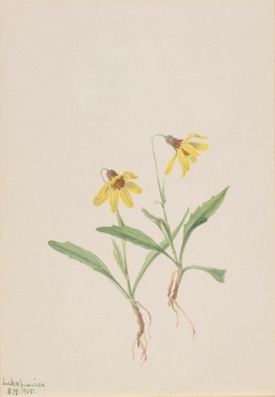 Lago Louise Arnica Arnica louisiana, 1905. de Mary Vaux Walcott