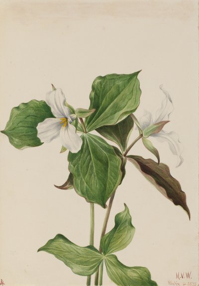 Grande Trillium branco Trillium grandiflorum, 1923. de Mary Vaux Walcott