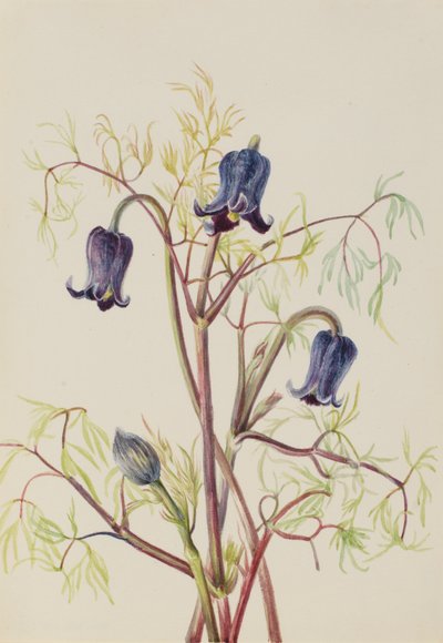 Flor de couro (Clematis hirsutissima) de Mary Vaux Walcott
