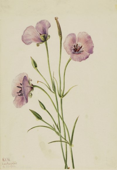 Mariposa lilás (Calochortus splendens) de Mary Vaux Walcott