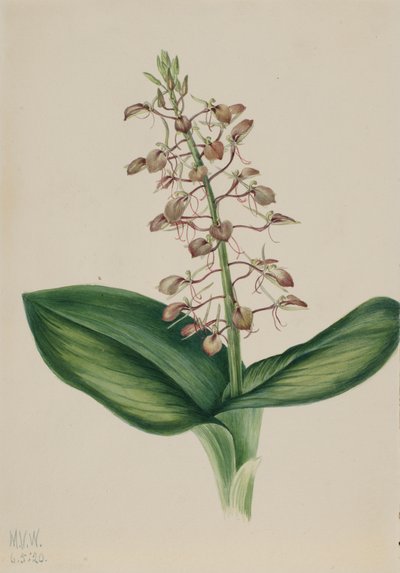 Lily Twayblade Liparis liliifolia, 1920. de Mary Vaux Walcott