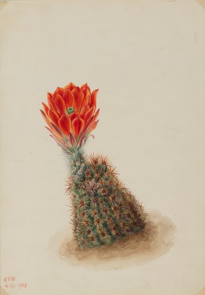 Cato-morango de Lloyd (Echinocereus lloydii) de Mary Vaux Walcott