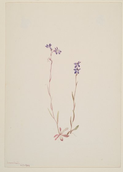 Lobélia Kalmii de Mary Vaux Walcott
