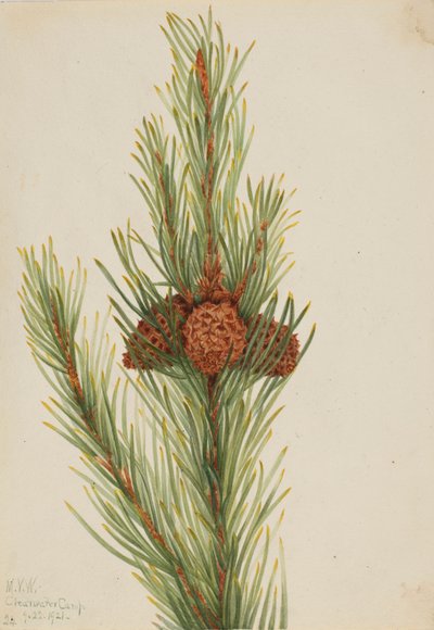 Pinheiro-da-terra (Pinus Contorta murrayana) de Mary Vaux Walcott
