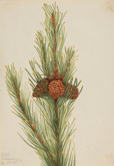Lodgepole Pine Pinus Contorta murrayana, 1921. de Mary Vaux Walcott