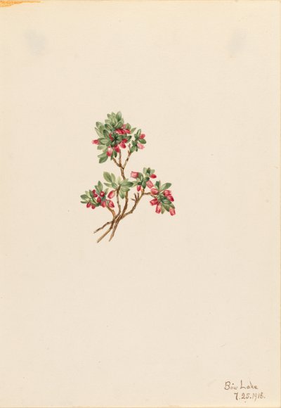 Bagaço baixo (Vaccinium caespitosum) de Mary Vaux Walcott