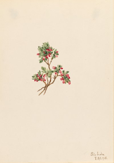 Low Whortleberry Vaccinium caespitosum, 1918. de Mary Vaux Walcott