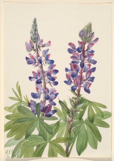 Tremoço (Lupinus fornosus) de Mary Vaux Walcott