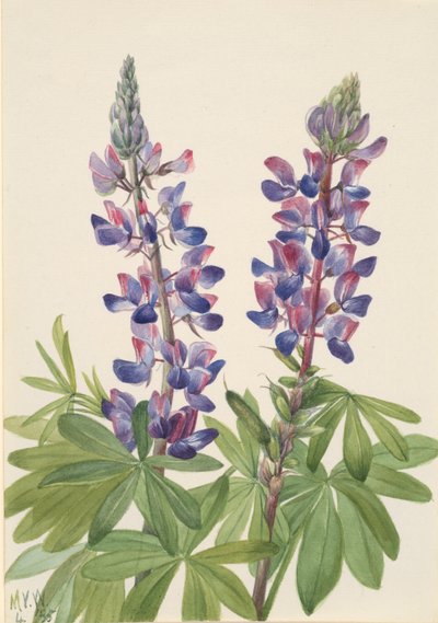 Lupin Lupinus fornosus, 1935. de Mary Vaux Walcott