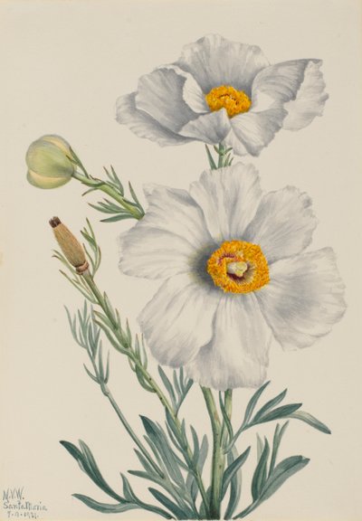 Papoila de Matilija (Romneya coulteri) de Mary Vaux Walcott