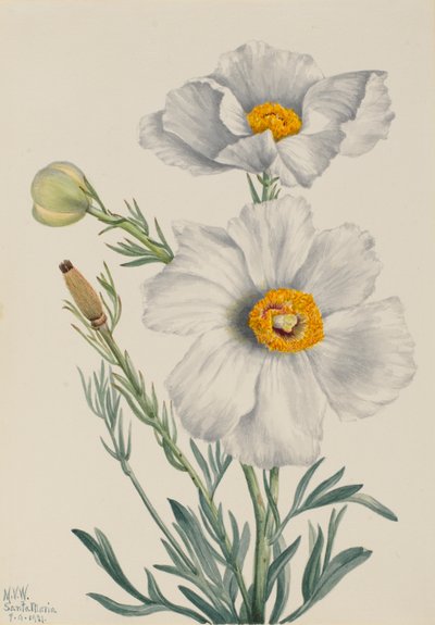 Matilija Poppy Romneya coulteri, 1931. de Mary Vaux Walcott