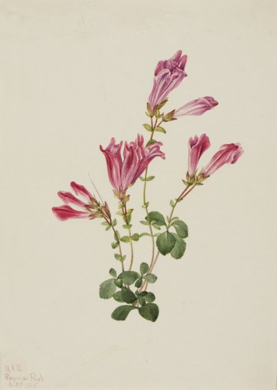 Pentstemon de Menzies (Pentstemon menziesii) de Mary Vaux Walcott
