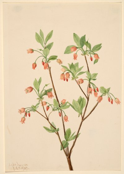 Menziesea Menziesea glabella, 1907. de Mary Vaux Walcott
