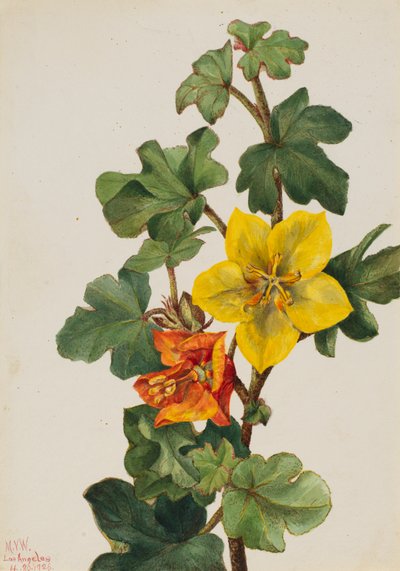 Fremontia mexicana Fremontodendron mexicanum, 1926. de Mary Vaux Walcott