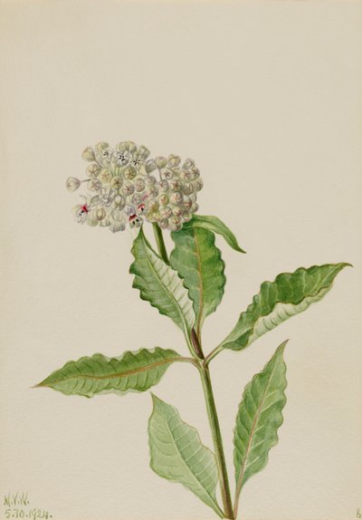 Erva-leiteira (Ascelpias) de Mary Vaux Walcott